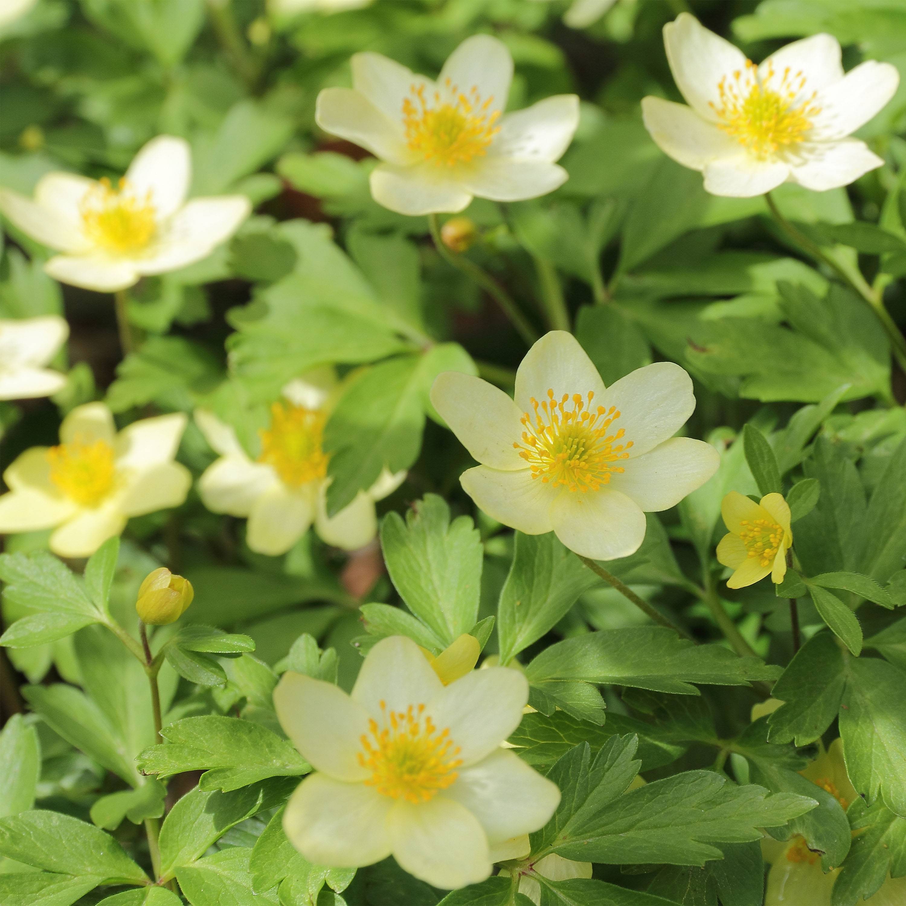 Promesse de Fleurs - Anemone x lipsiensis - Anémone des bois Bulbe calibre I