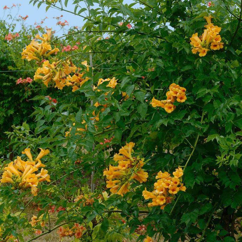 Bignone Golden  trumpet® 'Mincamja3' à fleurs Jaune - feuillage Caduc - Pot de 3L - Echelle bambou 60/120 cm-  hauteur à maturité De 1,00 m à 1,50 m - Imagen 2