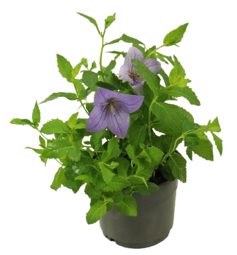 Platycodon  pot 10,5 cm - Image 1