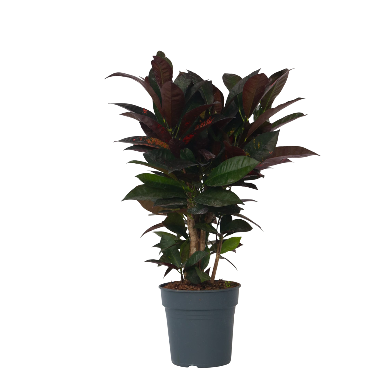 Plant In A Box - Croton - Codiaeum variegatum 'Mrs. Iceton' - Hauteur 60-70cm - ⌀19cm - Image 1