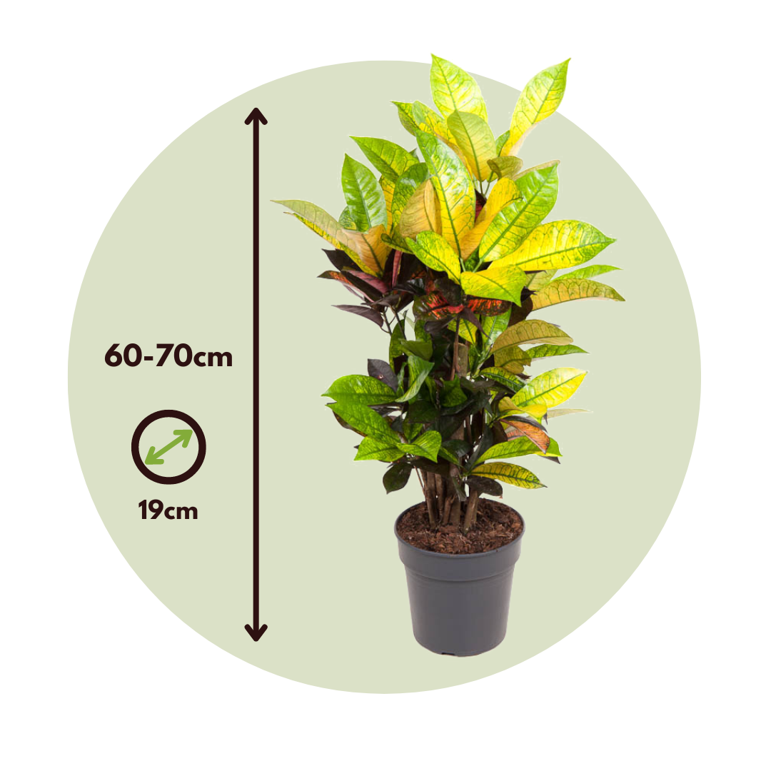 Plant In A Box - Croton - Codiaeum variegatum 'Mrs. Iceton' - Hauteur 60-70cm - ⌀19cm - Image 5