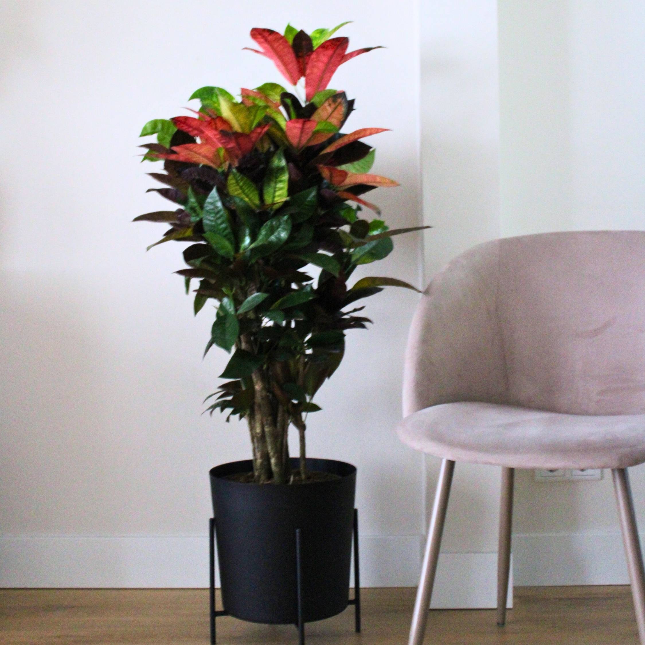 Plant In A Box - Croton - Codiaeum variegatum 'Mrs. Iceton' - Hauteur 60-70cm - ⌀19cm - Image 3