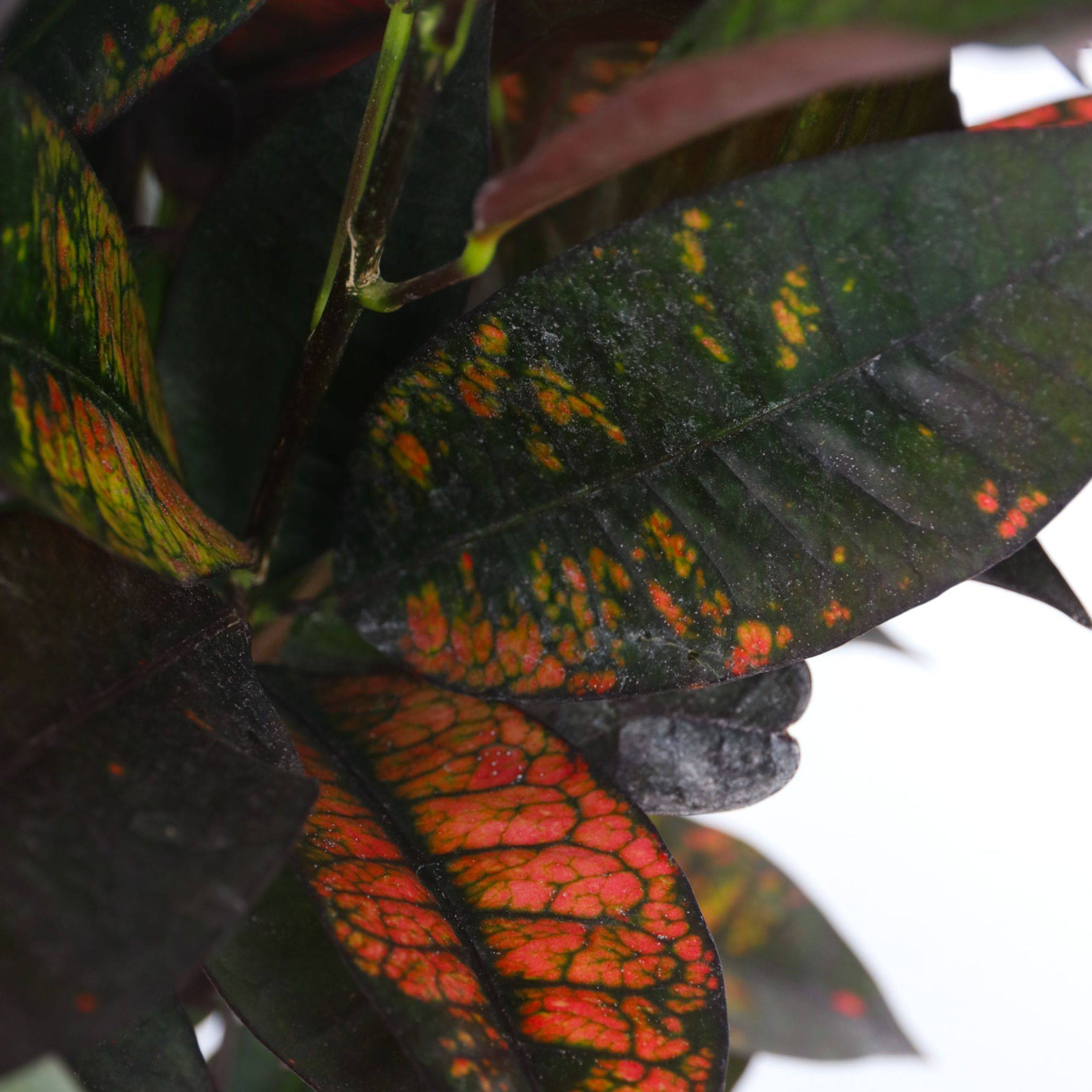 Plant In A Box - Croton - Codiaeum variegatum 'Mrs. Iceton' - Hauteur 60-70cm - ⌀19cm - Image 4