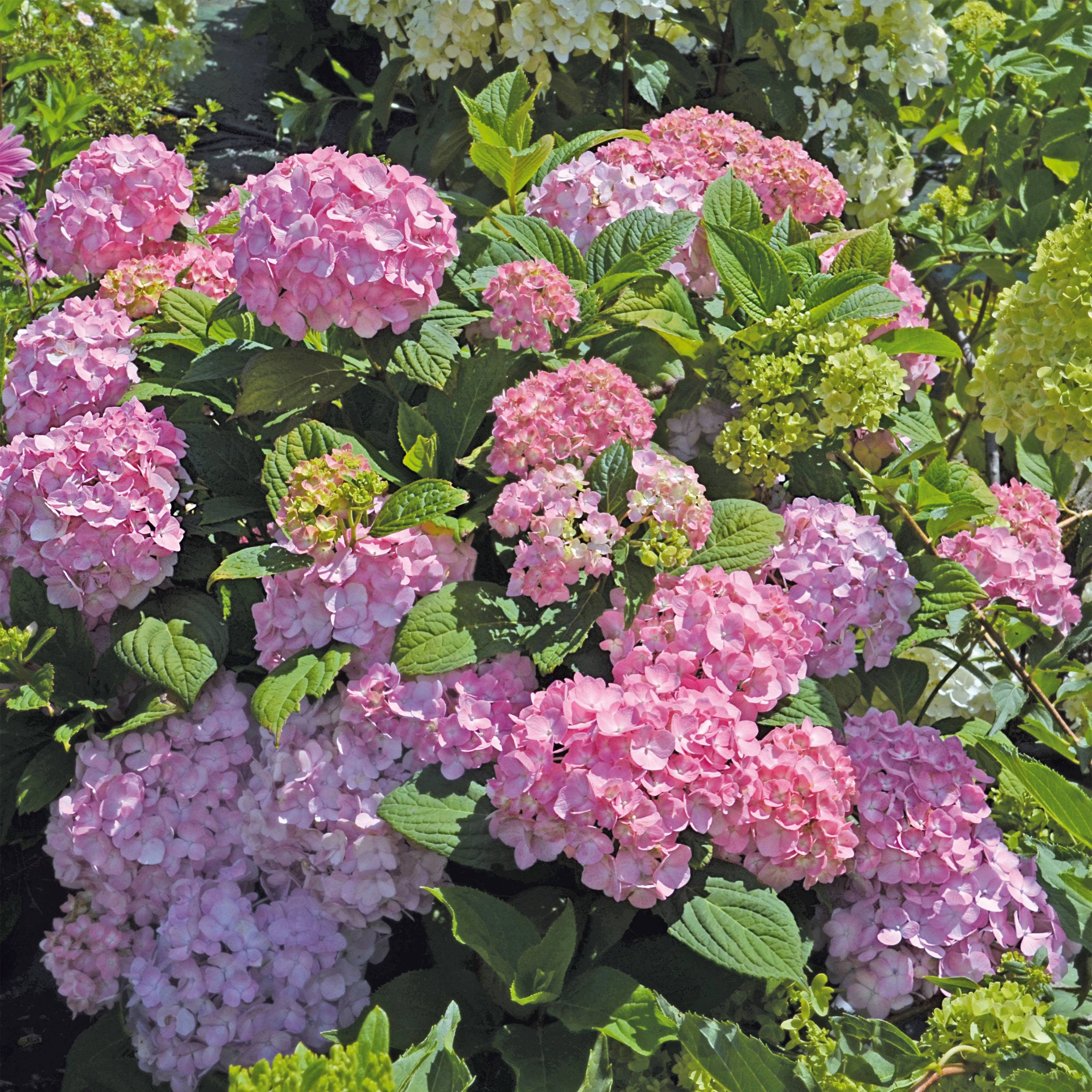 Hortensia - Hydrangea macrophylla So Long® Rosy Pot de 1,5L/2L