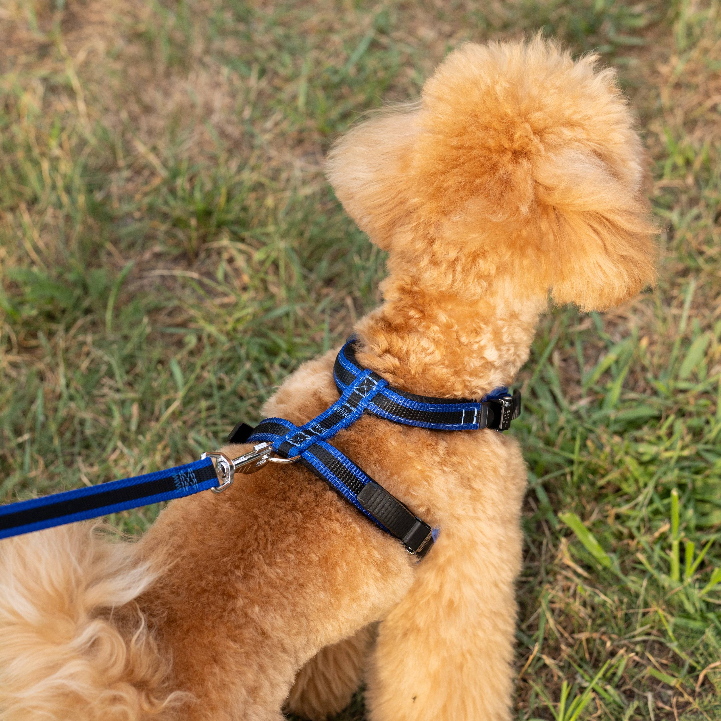Ferplast - Ferplast Harnais pour chien petite taille ERGOCOMFORT EXTRA SMALL, Harnais pour chien réglable, Confortable, Rembourré, Fermeture double - Imagen 4