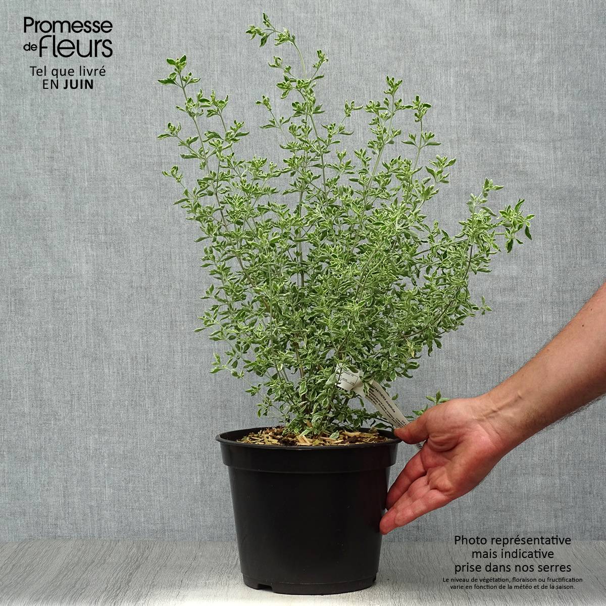Prostanthera ovalifolia Variegata - Menthe australienne panachée. Pot de 4L/5L - Image 2
