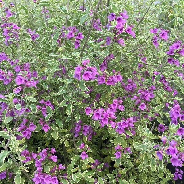 Prostanthera ovalifolia Variegata - Menthe australienne panachée. Pot de 4L/5L - Image 1
