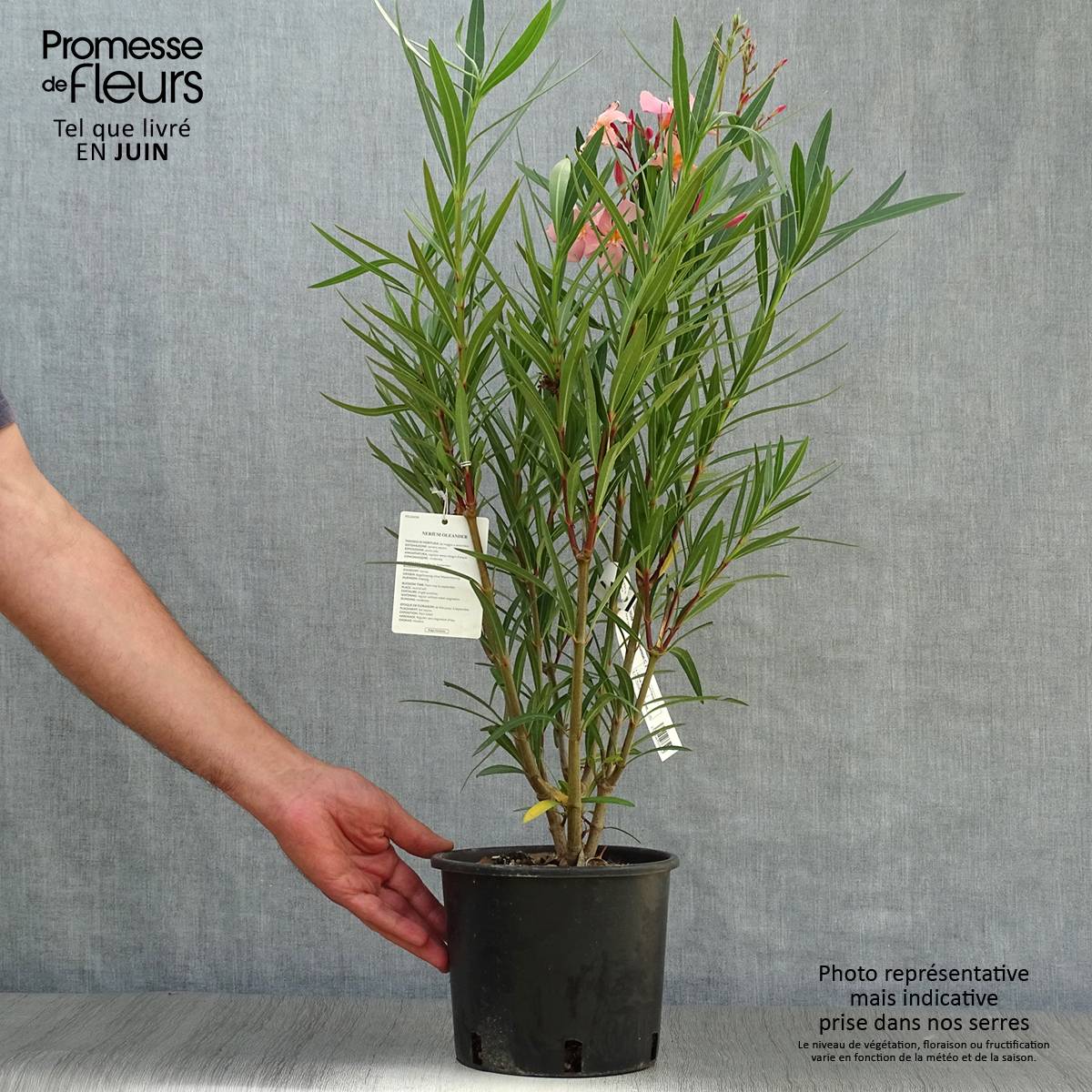 Laurier rose - Nerium oleander Saumon Pot de 2L/3L, Buisson, Touffe - Image 2