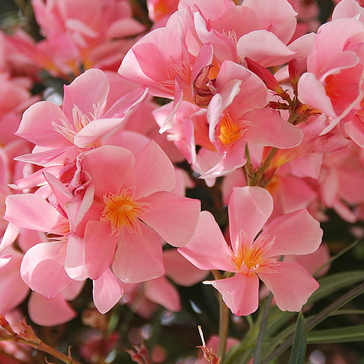 Laurier rose - Nerium oleander Saumon Pot de 2L/3L, Buisson, Touffe - Image 1