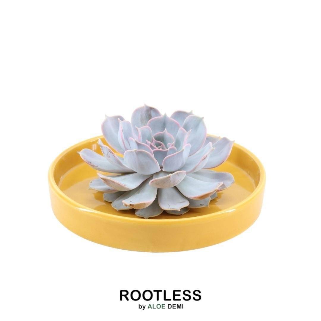 La Green Touch - Echeveria Lilacina Sans Racines en Bol Céramique- La Green Touch - Imagen 1