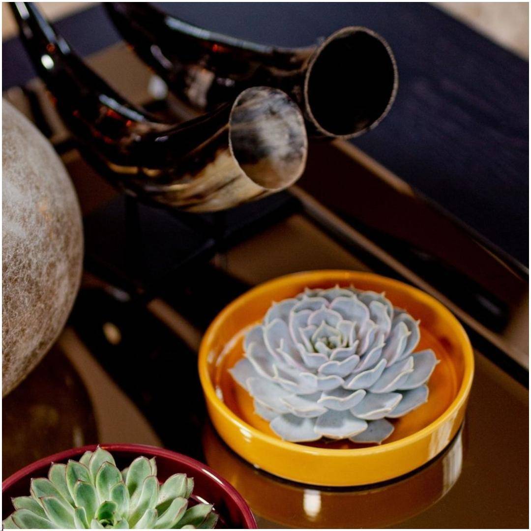 La Green Touch - Echeveria Lilacina Sans Racines en Bol Céramique- La Green Touch - Imagen 2