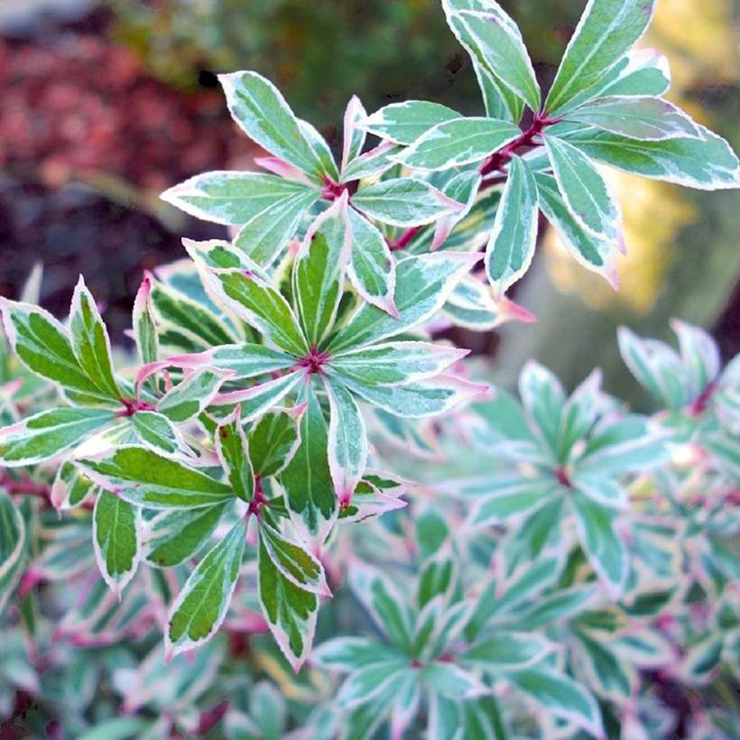 Promesse de Fleurs - Andromède du Japon - Pieris japonica Little Frosty Pot de 2L/3L - Image 1
