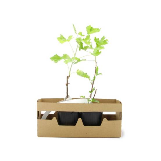 Groseillier à maquereau 'Varianta' BIO (Ribes uva crispa 'Varianta') - Godet 9cm - Taille 20/40cm - Pépinières Naudet - Image 4