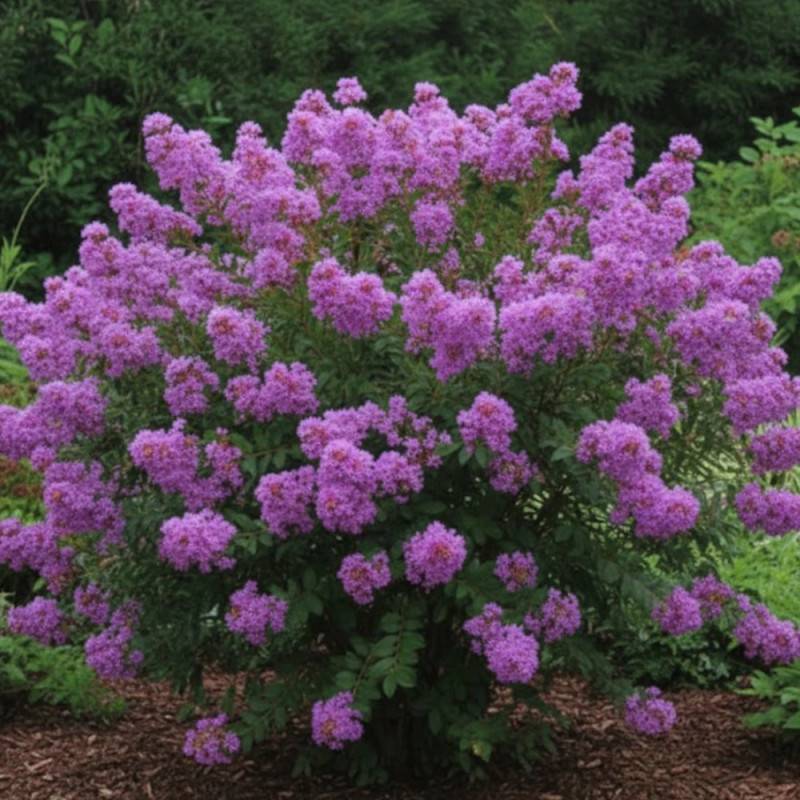 Lilas des Indes Pecharmant, Lagerstroemia à fleurs Violette - feuillage Caduc - Pot de 3L - Touffe-  hauteur à maturité De 1,00 m à 1,50 m - Image 4