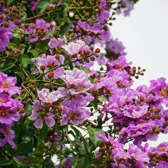 Lilas des Indes Pecharmant, Lagerstroemia à fleurs Violette - feuillage Caduc - Pot de 3L - Touffe- hauteur à maturité De 1,00 m à 1,50 m - Image 2