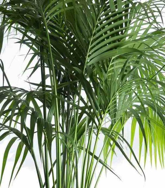 Sans Marque - Howea forsteriana (kentia) Taille:Pot de 3 litres - 100/120 cm - Image 3