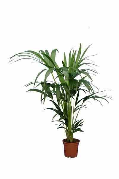 Sans Marque - Howea forsteriana (kentia) Taille:Pot de 3 litres - 100/120 cm - Image 1
