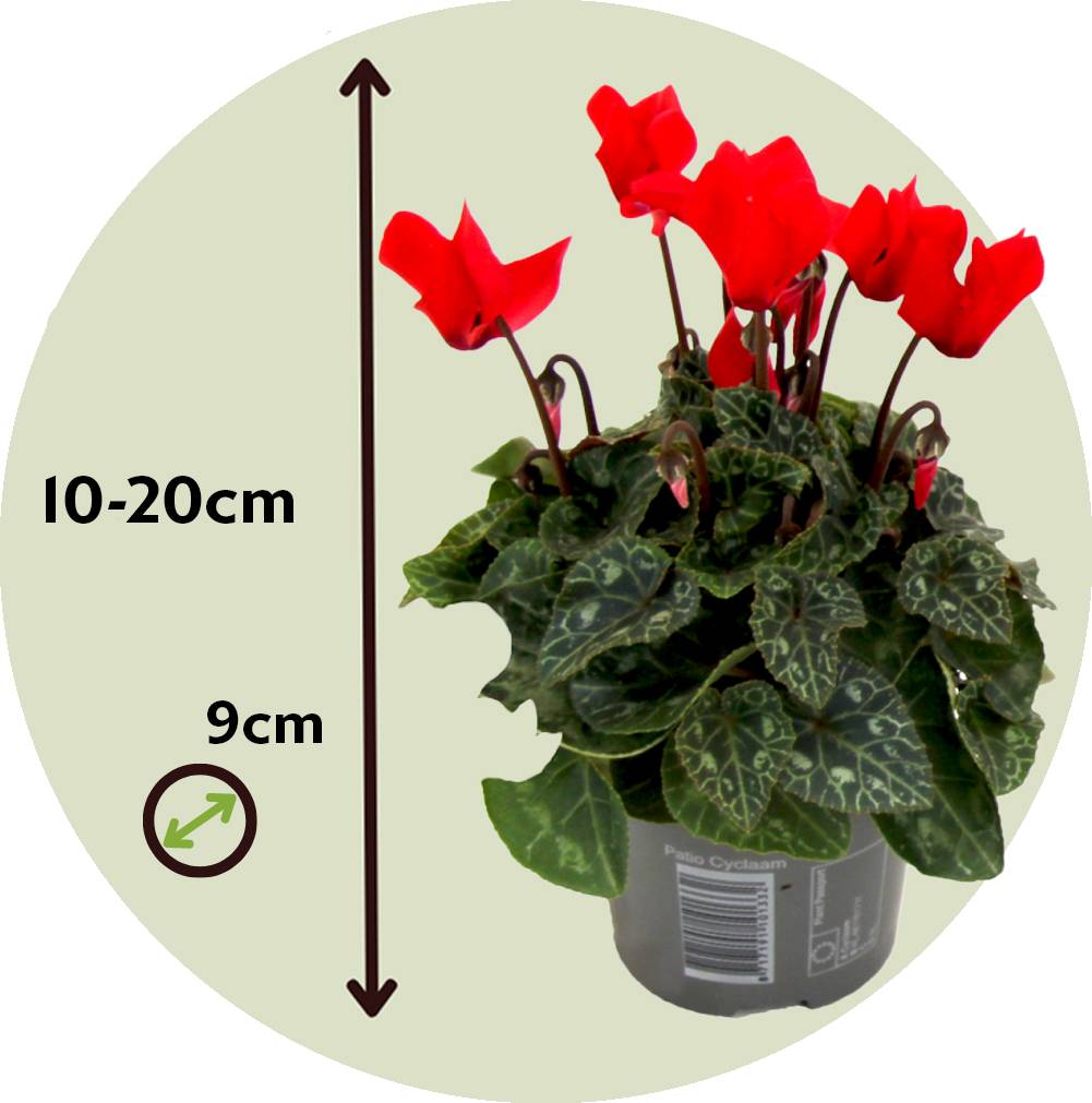Plant In A Box - Cyclamen de Perse - Set de 3 - Cyclamen 'Winfall Scarlet' - H10-20cm - ⌀9cm - Image 6