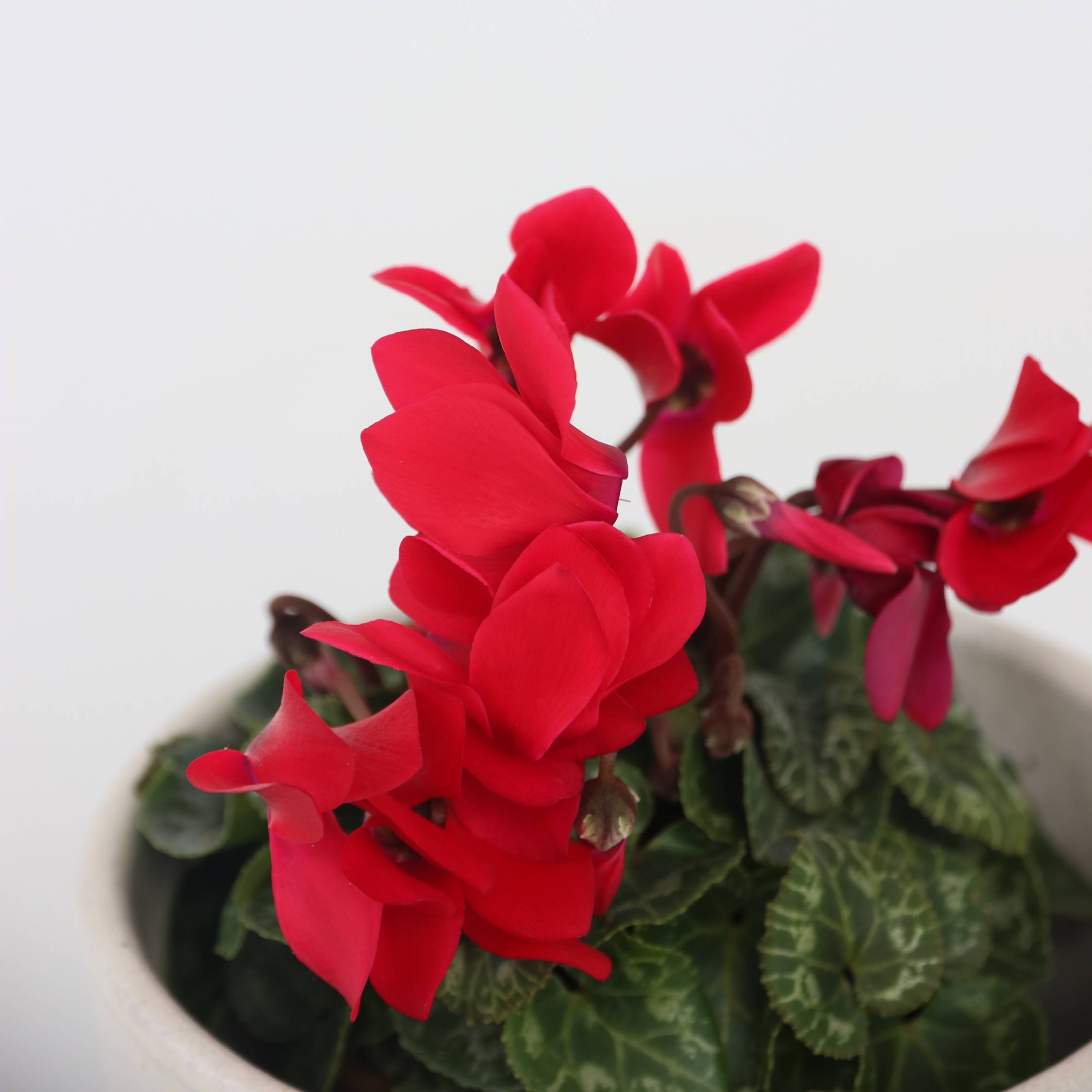 Plant In A Box - Cyclamen de Perse - Set de 3 - Cyclamen 'Winfall Scarlet' - H10-20cm - ⌀9cm - Image 4