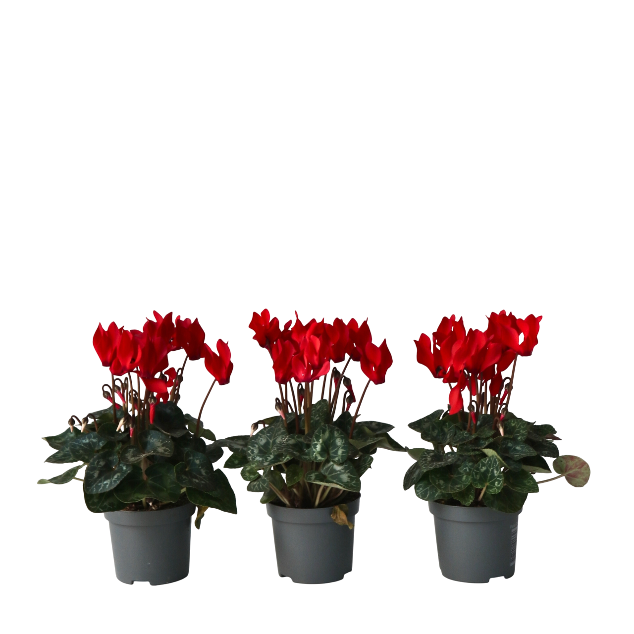 Plant In A Box - Cyclamen de Perse - Set de 3 - Cyclamen 'Winfall Scarlet' - H10-20cm - ⌀9cm - Image 1