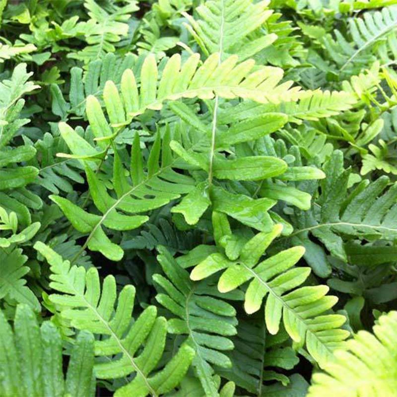 Polypodium vulgare Bifido Multifidum - Fougère Godet de 8/9 cm