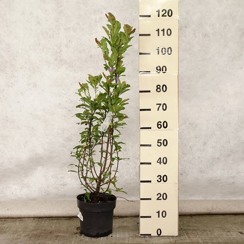 Magnolia loebneri Leonard Messel Pot de 6L/7L - Image 2