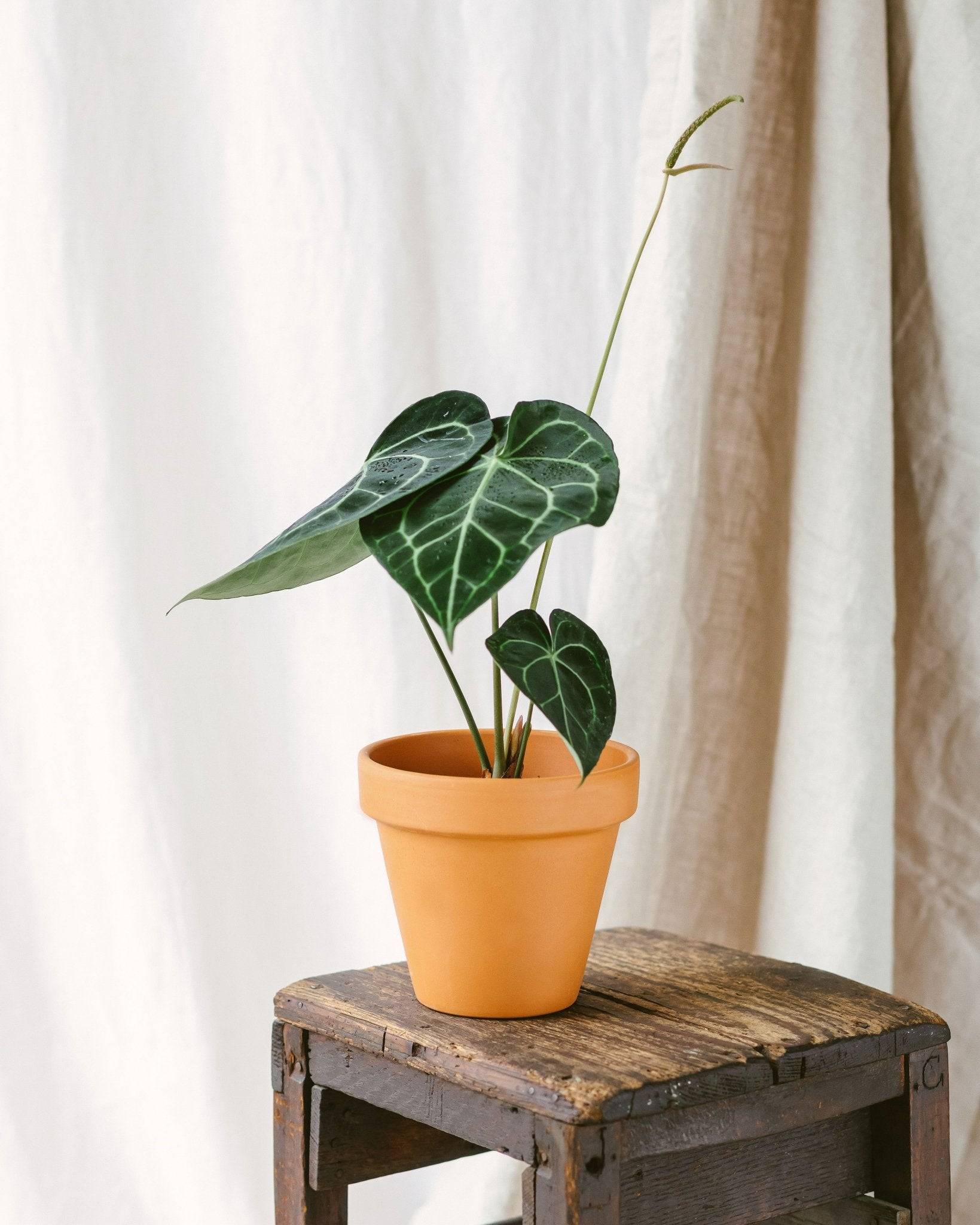 La Green Touch - Anthurium Clarinervium 30cm - Plante d'intérieur- La Green Touch - Imagen 3