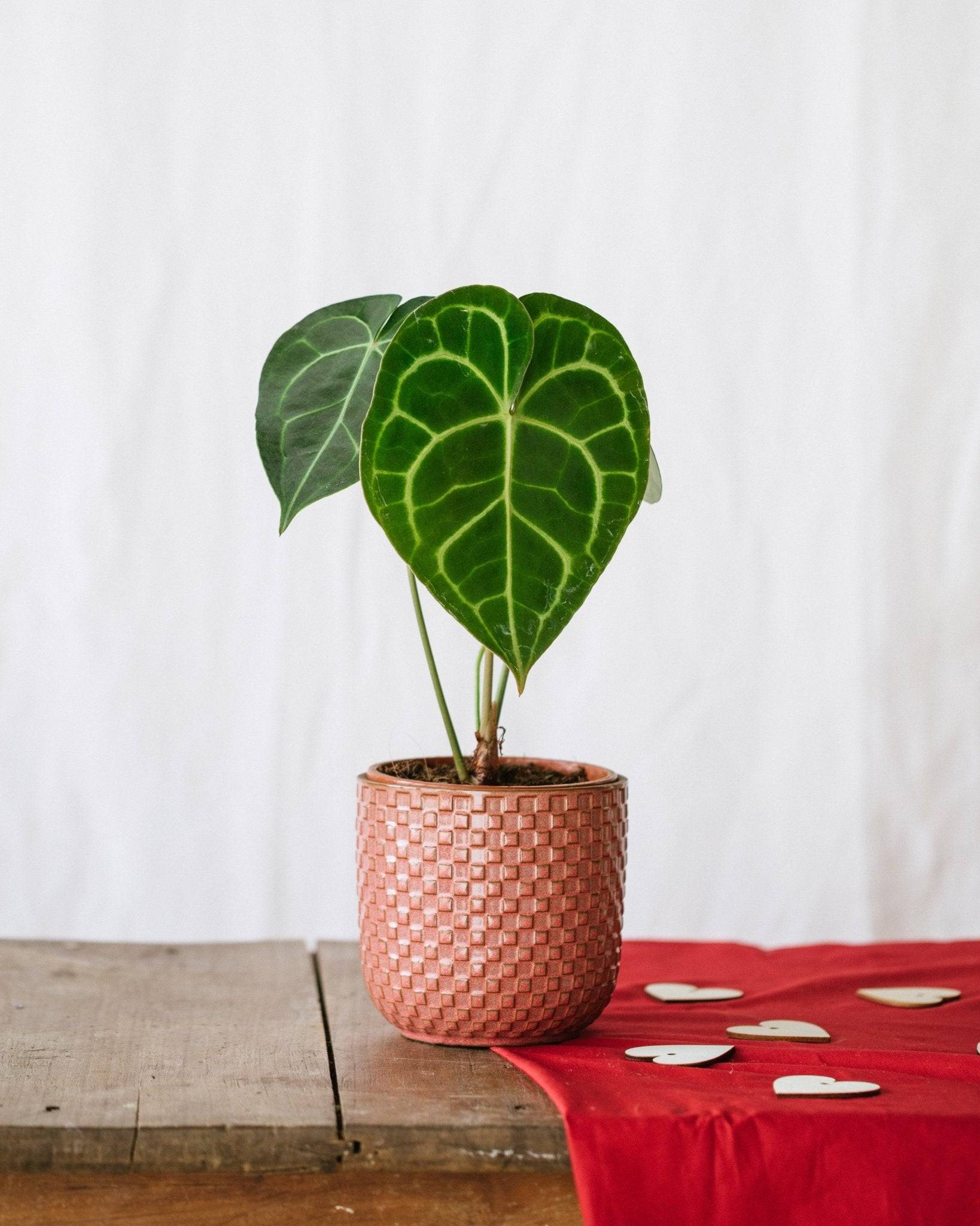 La Green Touch - Anthurium Clarinervium 30cm - Plante d'intérieur- La Green Touch - Imagen 2