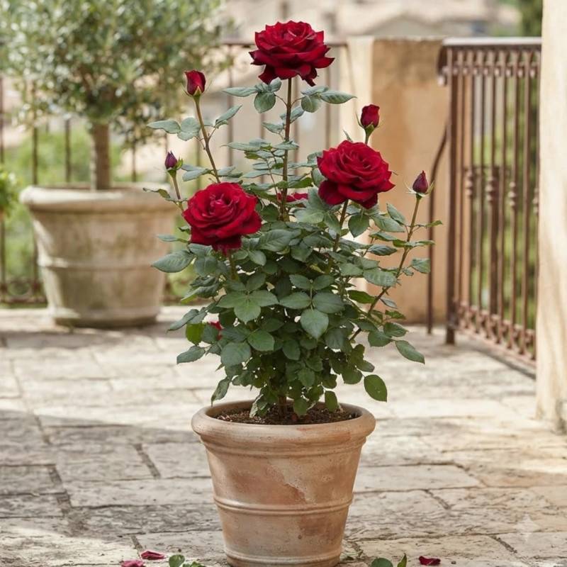 Rosier à grandes fleurs Magie Noire® 'Fryclaret' à fleurs Rouge/ - feuillage Caduc - Pot de 3L - 20/40 cm - Image 3