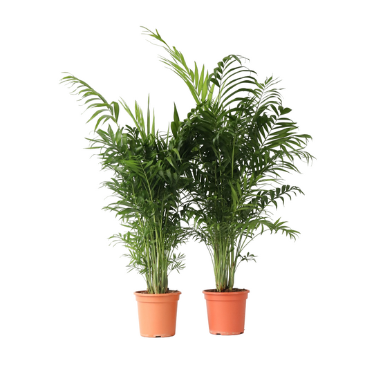 Plant In A Box - Palmier de salon - Set de 2 - Chamaedorea elegans - Hauteur 80-90cm - ⌀20cm - Image 1