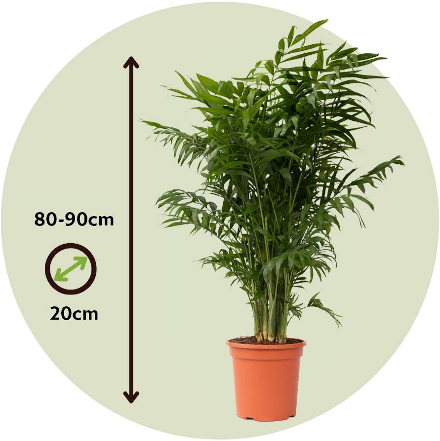 Plant In A Box - Palmier de salon - Set de 2 - Chamaedorea elegans - Hauteur 80-90cm - ⌀20cm - Image 4