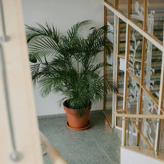 Plant In A Box - Palmier de salon - Set de 2 - Chamaedorea elegans - Hauteur 80-90cm - ⌀20cm - Image 2
