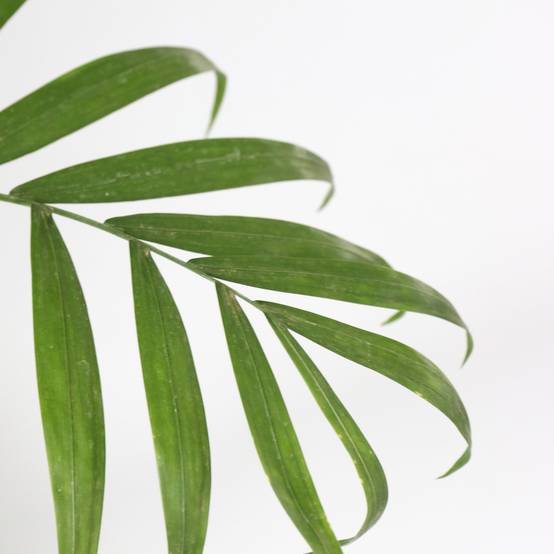 Plant In A Box - Palmier de salon - Set de 2 - Chamaedorea elegans - Hauteur 80-90cm - ⌀20cm - Image 3