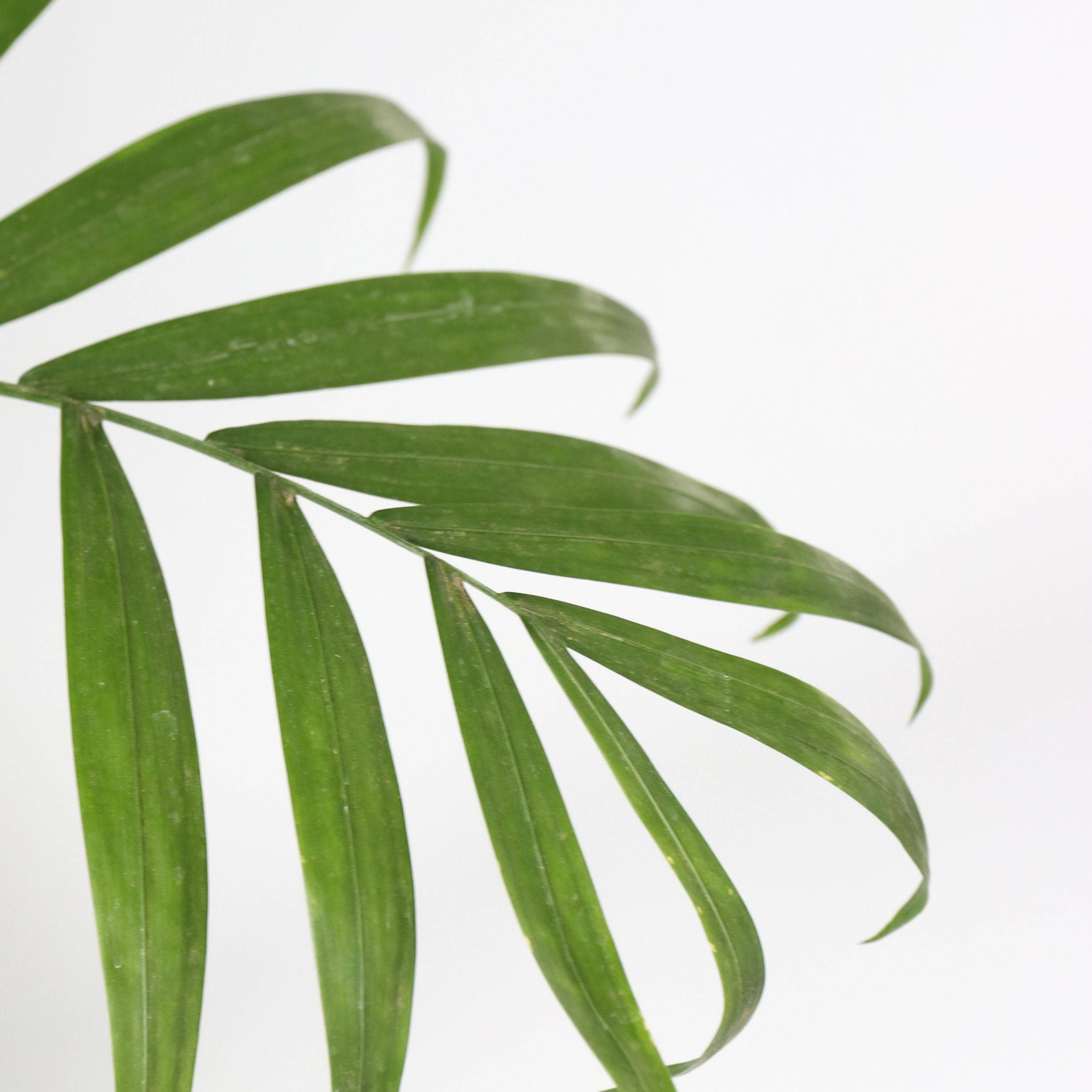 Plant In A Box - Palmier de salon - Set de 2 - Chamaedorea elegans - Hauteur 80-90cm - ⌀20cm - Image 3