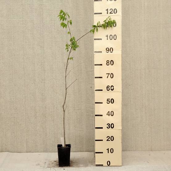 Promesse de Fleurs - Celtis australis - Micocoulier de Provence Godet de 8/9 cm - Image 2