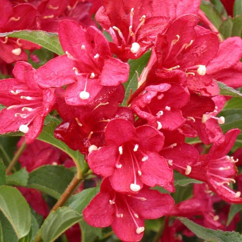Weigela Red Prince, Weigelia à fleurs Rouge/ - feuillage Caduc - Pot de 4L - 40/60 cm - Image 1