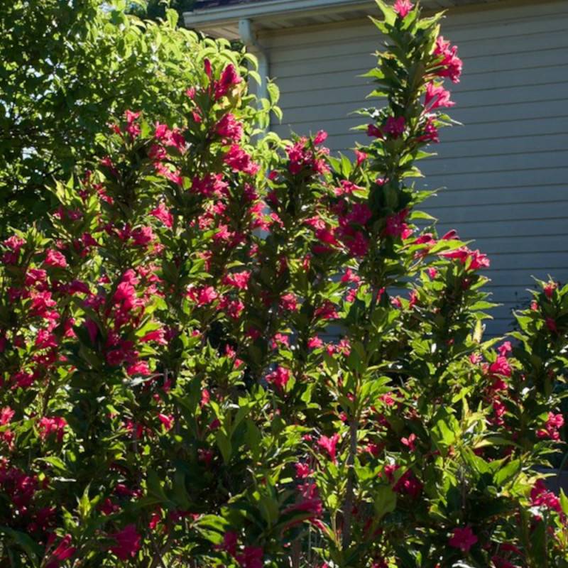 Weigela Red Prince, Weigelia à fleurs Rouge/ - feuillage Caduc - Pot de 4L - 40/60 cm - Image 4