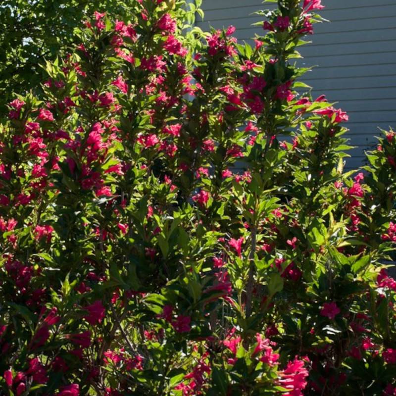Weigela Red Prince, Weigelia à fleurs Rouge/ - feuillage Caduc - Pot de 4L - 40/60 cm - Image 3