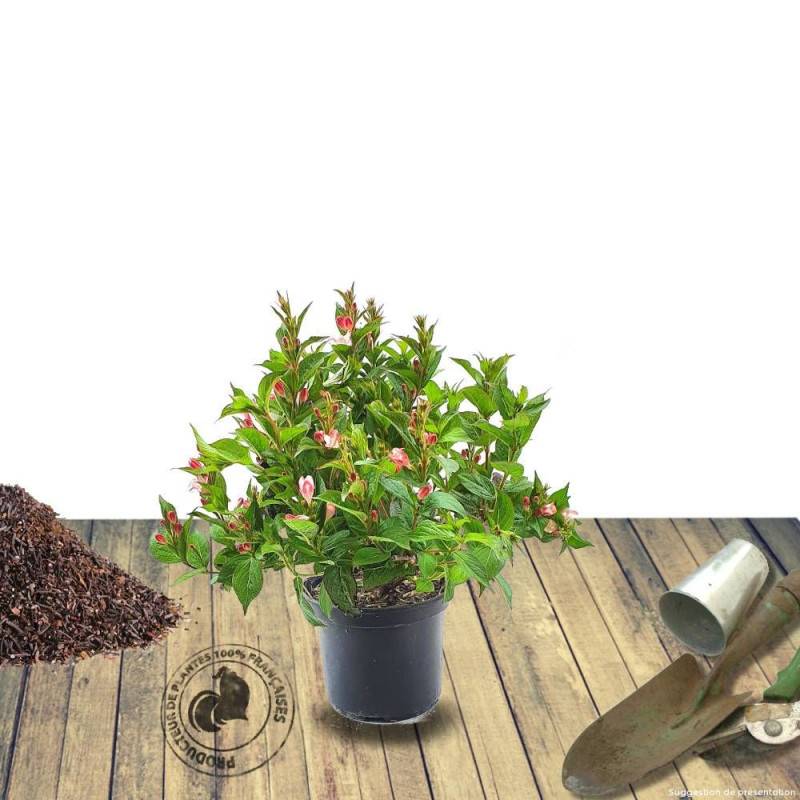 Weigela Red Prince, Weigelia à fleurs Rouge/ - feuillage Caduc - Pot de 4L - 40/60 cm - Image 8
