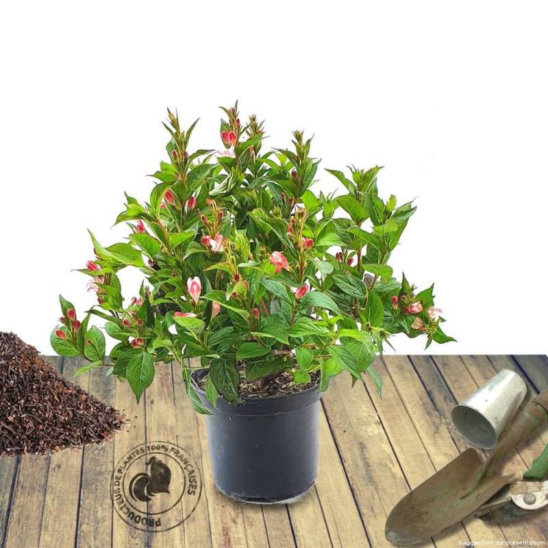 Weigela Red Prince, Weigelia à fleurs Rouge/ - feuillage Caduc - Pot de 4L - 40/60 cm - Image 9