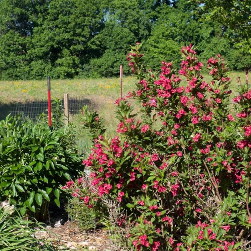 Weigela Red Prince, Weigelia à fleurs Rouge/ - feuillage Caduc - Pot de 4L - 40/60 cm - Image 5