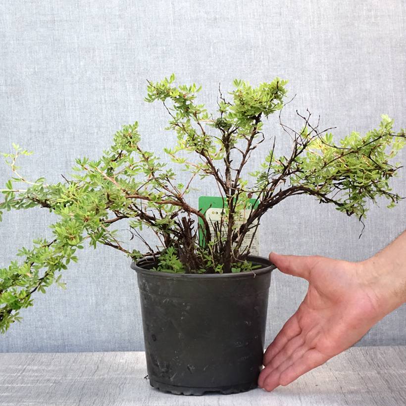 Potentille arbustive - Potentilla fruticosa Elisabeth Pot de 2L/3L - Image 2