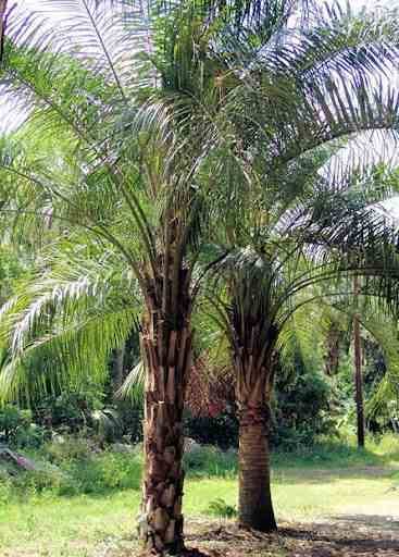 0 - Butia nabonnandii (Butyagrus) Stipe 30/40 total 160/180cm 50L Rose - Image 2