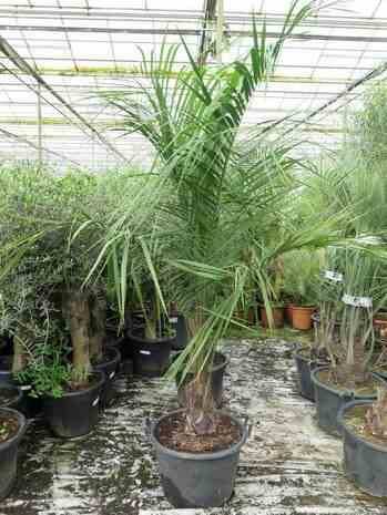 0 - Butia nabonnandii (Butyagrus)  Stipe 30/40 total 160/180cm 50L  Rose