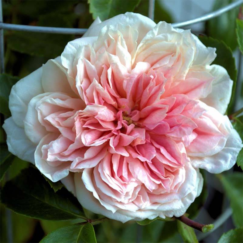 Promesse de Fleurs - Rosier liane Paul Noel Pot de 4L/5L