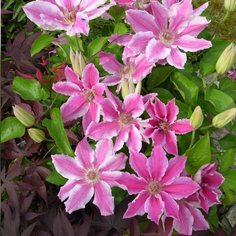 Clématite Carnaby à fleurs Rose - feuillage Caduc - Pot de 2L - Tuteur bambou 60/90 cm-  hauteur à maturité De 1,50 m à 2,00 m - Imagen 6
