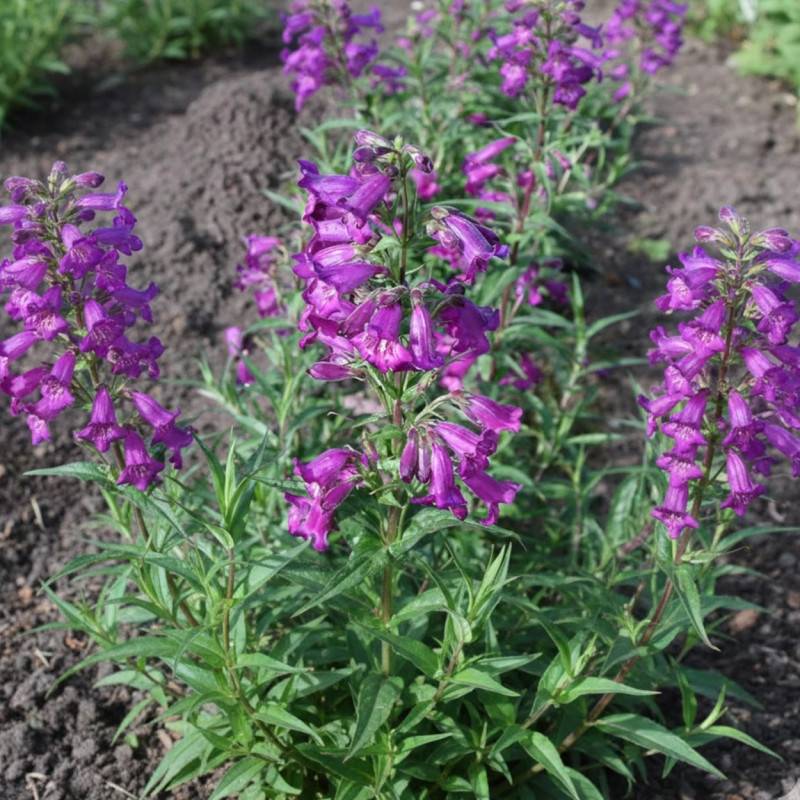 Penstemon Midnight à fleurs Violette/ - feuillage Caduc - Godet - 5/20 cm - Imagen 1