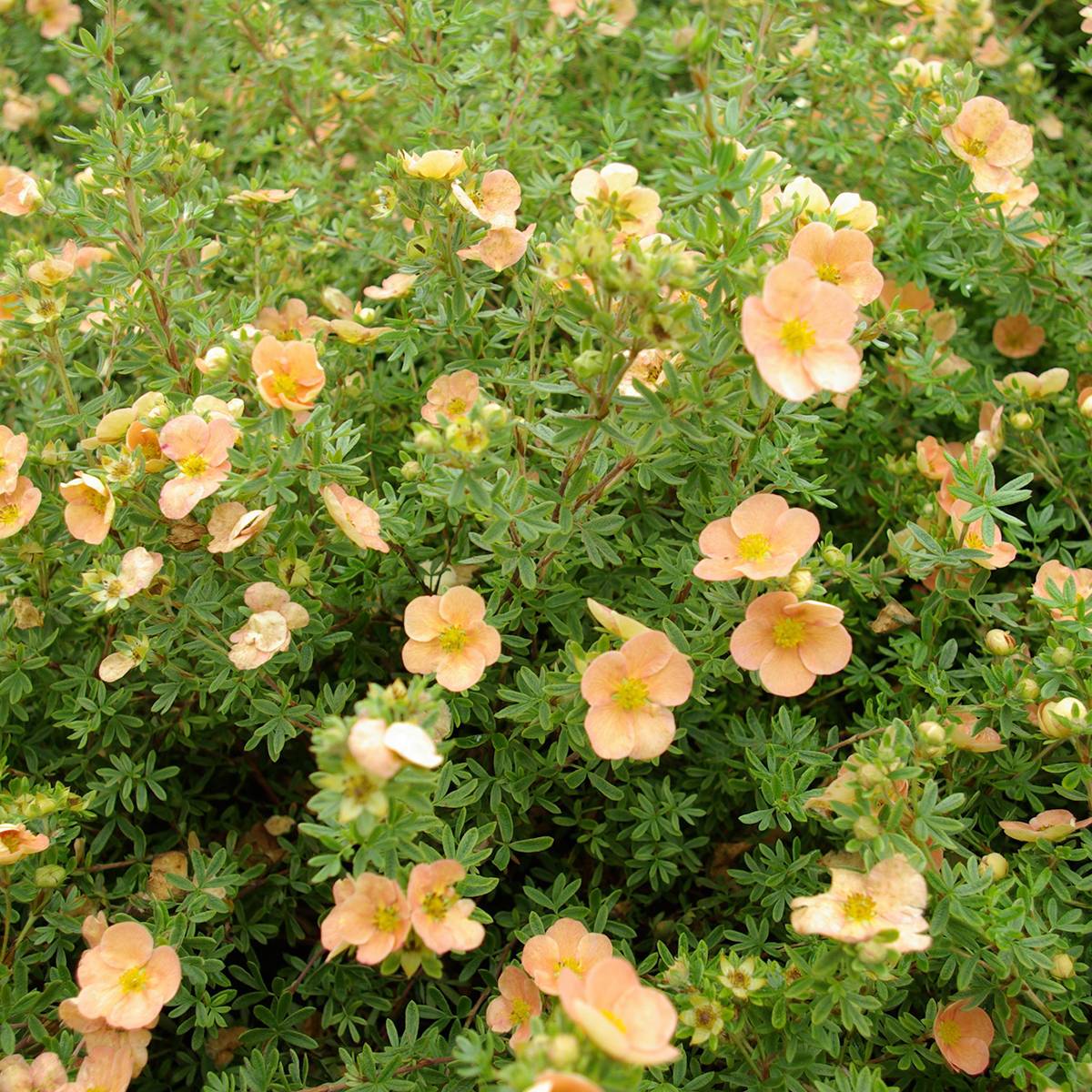 Promesse de Fleurs - Potentilla fruticosa Daydawn - Potentille arbustive Pot de 3L/4L