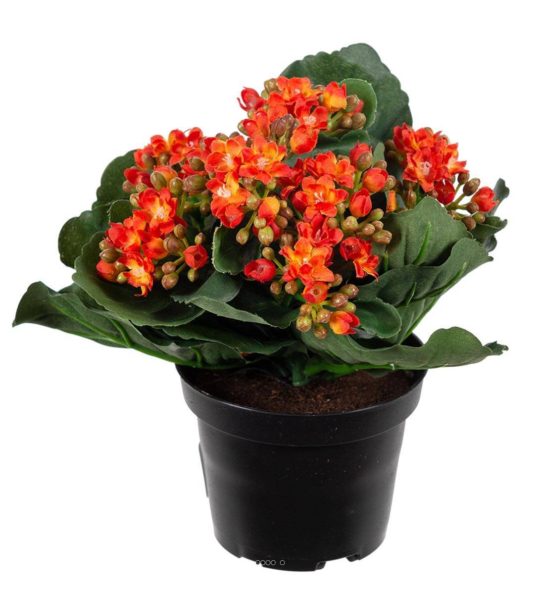 Artificielles - Kalanchoé artificiel en pot H20cm adorable et très dense Orange clair - couleur: Orange clair - Imagen 2