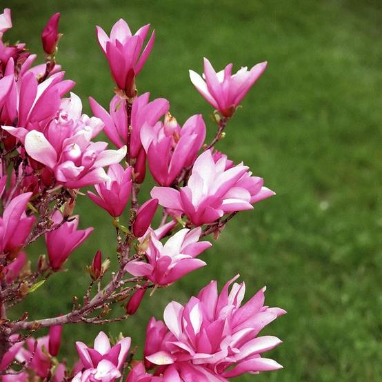Magnolia Betty Pot de 4L/5L - Image 1
